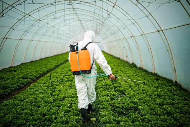 Professional Pest Control in Apache Junction, AZ