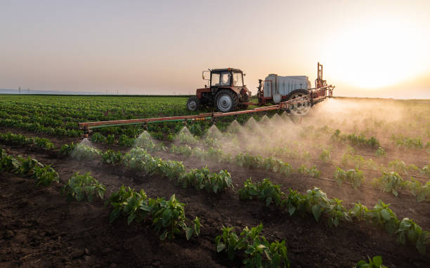 Best Pest Control Near Me  in Apache Junction, AZ
