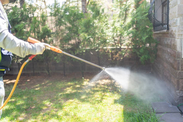 Best Termite Control Services  in Apache Junction, AZ