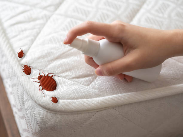 Best Pest Removal Services  in Apache Junction, AZ