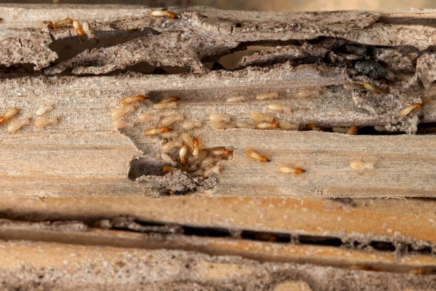Flea Control Services in Apache Junction, AZ